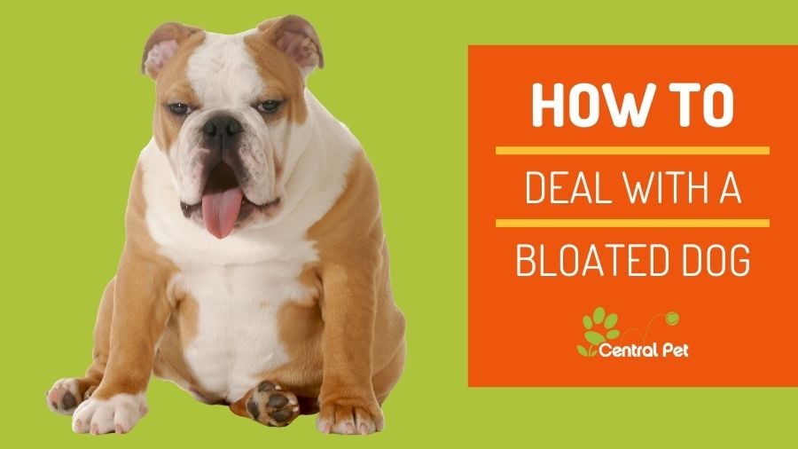 Did Your Dog Eat Too Much How to Deal with Canine Bloat